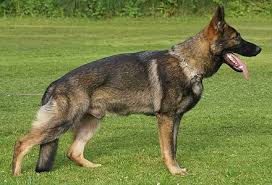 german shepherd wikipedia