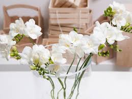 They can be used either as hanging baskets or table top ones. 1 008 White Orchid Glass Vase Photos Free Royalty Free Stock Photos From Dreamstime
