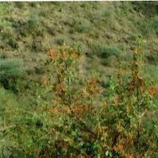 Image result for Anisotes sessiliflorus