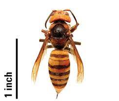 The european hornet (vespa crabro) is the largest eusocial wasp in europe and the largest vespine in north america. Murder Hornet Or Not That Is The Question Goldsboro Daily News