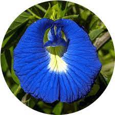 Maybe you would like to learn more about one of these? 41 Types Of Blue Flowers Proflowers Blog