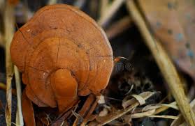 Image result for Ganoderma curtisii