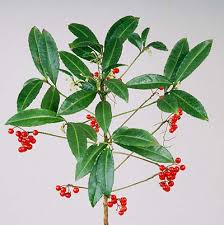 Image result for Ardisia