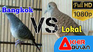 Perkutut juga sebenarnya bukanlah hanya sebatas burung perkutut bangkok dan perkutut lokal yang hanya ada di indonesia saja. Cara Mudah Membedakan Jenis Perkutut Lokal Dan Perkutut Bangkok Youtube