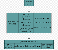 Human Genome Project Text Png Download 766 768 Free