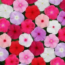 Image result for Catharanthus roseus