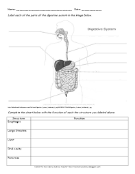 Problem Solving Digestive System Flow Chart Answers Digestive System Ks2 Worksheet Sy In 2020 Digestive System Worksheet Human Body Worksheets Digestive System Diagram