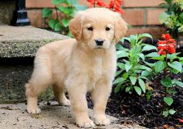 These loyal, sociable dogs are excellent our goal is to ensure that every puppy finds a loving home and family by using our proprietary puppy finder and passion for animals to find the. Diamond Golden Retriever Puppy For Sale Keystone Puppies Dogs Golden Retriever Retriever Golden Retriever