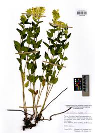 Image result for Polygala melilotoides