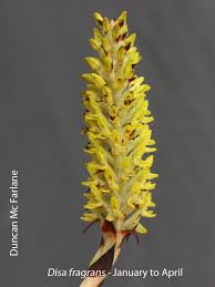 Image result for Disa fragrans