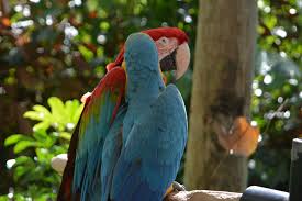 Birds For Sale In Florida Pin By Florida Bird Breeders On Florida Bird Breeders Parrot Breeders Birds