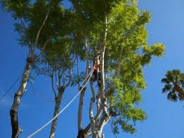 Dead palm fronds that gather in a yard can become a fire hazard and may even harbor pests. Tree Services Thousand Palms Ca Pro Landscaping Inc