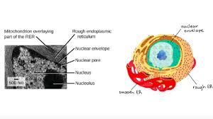 Maybe you would like to learn more about one of these? The Endomembrane System Article Khan Academy