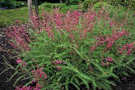 Image result for Hedysarum