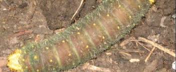 Last weekend, while in adams county, a bit of lepidopteran good fortune came my way. Detailed Information On Imperial Moth Eacles Imperialis