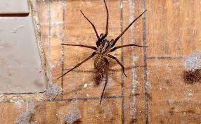 A black widow spider crawls on a box used to haul grapes from a north saskatoon costco. How To Get Rid Of Spiders In The House