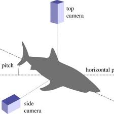 Michael coates and kristen tietjen, university of chicago. Pdf Travelling Light White Sharks Carcharodon Carcharias Rely On Body Lipid Stores To Power Ocean Basin Scale Migration