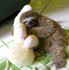 Sloth Cuddling Baby Sloth Baby Sloth Pictures Cute Sloth