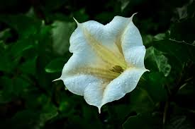 Image result for Scopolamine