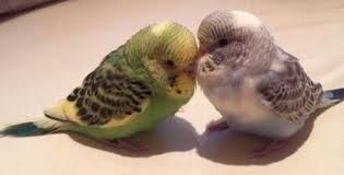 Wae Vd Meijden Adli Kullanicinin Budgie S How Sweet And Lovely Panosundaki Pin Guzel Kuslar Kus