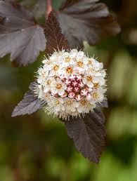 Physocarpus opulifolius 'Diabolo'