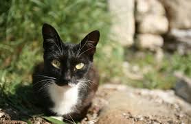 We did not find results for: How To Keep Cats Out Of Your Yard The Mercury News