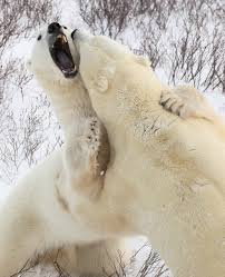 Posted by 2 years ago. Five Places To Avoid A Polar Bear Churchill Polar Bears