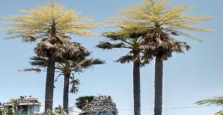 Dec 24, 2015 · even for a jungle tree it stands out though. Why India Must Conserve Its Palm Trees