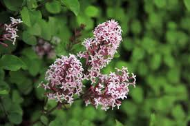 Mar 28, 2016 · 丁香花吉他谱，唐磊演唱的一首经典作品，吉他弹唱歌曲必弹曲目。丁香花六线谱，选用g调指法编配，图片谱高清版，感谢喀什怒放心兰和凡尘编配。丁香花，唐磊的经典作品，一首动听却又凄美的歌曲，当我们聆听时，可曾体会歌曲背后那故事的凄美。 å®¶é‡Œèƒ½ç§ä¸é¦™å— å®¶é‡Œç§ä¸é¦™æ 'å¥½ä¸å¥½ èŠ±å‰ç§æ¤ å››å­£ç›†æ ½