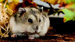 Le Hamster Russe Mon Jardin D Idees