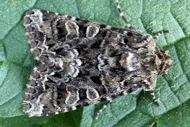 Image result for Hadena perplexa