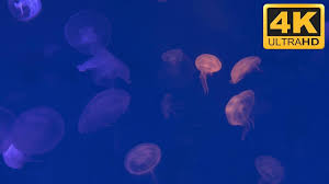 4k Jellyfish The Best Jellyfish Screensaver For Tv And Pc Screen Savers Jellyfish Aquarium Screensaver