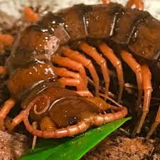 We ate here twice during our weeks stay. Chinese Giant Red Dragon Centipedes For Sale