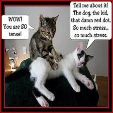 Pin On Massage Memes