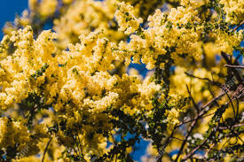 However, that only tells half the story of the symbolic. Native Australian Wattle Tree In Bloom With The Typical Round Yellow Flowers The Plant Is Also Symbol Of The Country Stock Photo Picture And Royalty Free Image Image 130360059