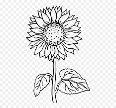 The name kapok refers to the cotton like thing obtained from the seed pods of the tree. Sunflower Flower Coloring Pages Hd Png Download Vhv