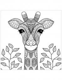 Solar creatures gracefully pick grass from the ground, bend to the pond without bending their knees. Giraffes Coloring Pages For Adults