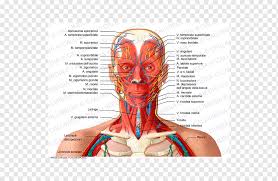 This atlas is part of a growing encyclopedic resource covering human anatomy and includes image libraries, presentations, videos, interactive self assessment, and brand new 3d content from ehuman digital anatomy. Head And Neck Anatomy Organ Human Body Face Face People Human Png Pngwing