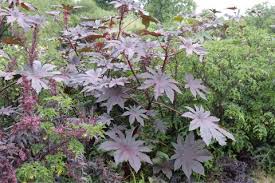 Doch neben der haarpflege wird das öl auch seit langer zeit zur behandlung von schuppen. Rizinus Wunderbaum Ricinus Communis Pflanzen Und Pflegen Mein Schoner Garten
