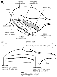 Includes an exercise, review worksheet, quiz, and model drawing of an anterior vi Diagram Showing Generic Morphology Of A A Complete Radula And B A Download Scientific Diagram