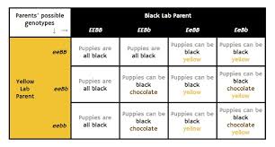 Labrador Colors The Secrets Of Labrador Color Inheritance