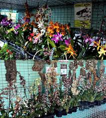 Orchids R Us | Windemere Orchid Farm ...