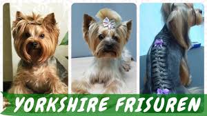 Uzun ve yumuşacık tüyleriyle dikkat çeken yorkshire terrier, günümüz dünyasında oldukça ilgi çeken bir ırktır. Die Besten 30 Ideen Zu Frisuren Fur Yorkshire Terrier Youtube