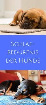 schlafbedurfnis der hunde hunde gesunde hunde tiere