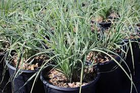 Image result for Grewia pubescens