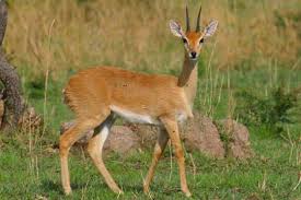 0015 Layer 3 Jpg 540 360 African Wildlife Animals Wild Pet Birds