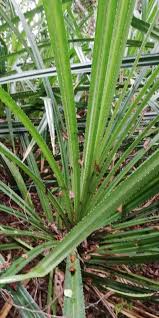 Image result for Pandanus candelabrum
