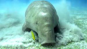 With its voluptuous body, fluked tail and shy temperament, it's easy to imagine the dugong inspiring the mermaid legend. New Study Reveals Dugong In Big Trouble The University Of Auckland
