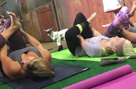 We did not find results for: Goat Yoga Is The New Fitness Trend You Can Try In Burlington
