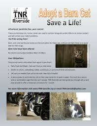 Adoption fees cover all necessary medical care for each cat or kitten. Save A Life Rescue A Feral Riverside Ca Cats Rodent Problem Adoption